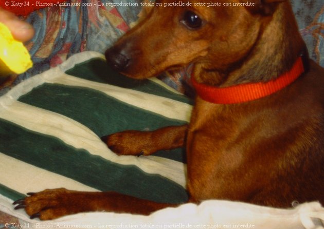 Photo de Pinscher nain