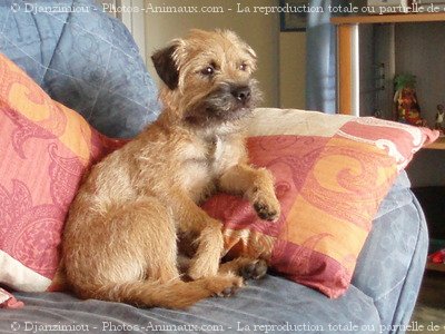 Photo de Border terrier