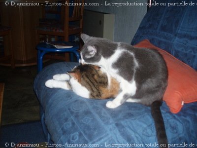 Photo de Chat domestique