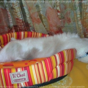 Photo de Ragdoll