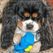 Photo de Cavalier king charles spaniel