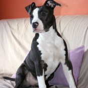 Photo d'American staffordshire terrier