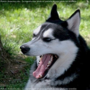 Photo de Husky siberien