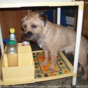 Photo de Border terrier