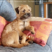 Photo de Border terrier