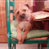 Photo de Border terrier