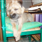 Photo de Border terrier