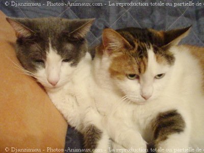 Photo de Chat domestique