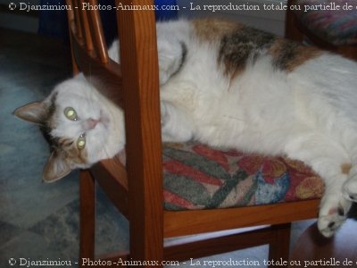 Photo de Chat domestique