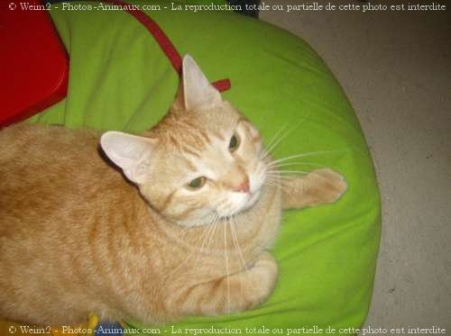 Photo de Chat domestique