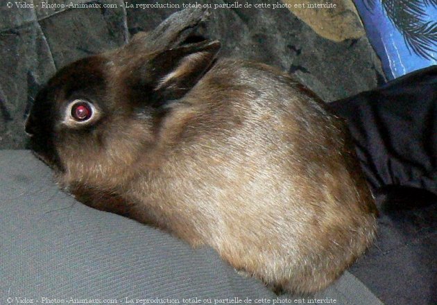 Photo de Lapin