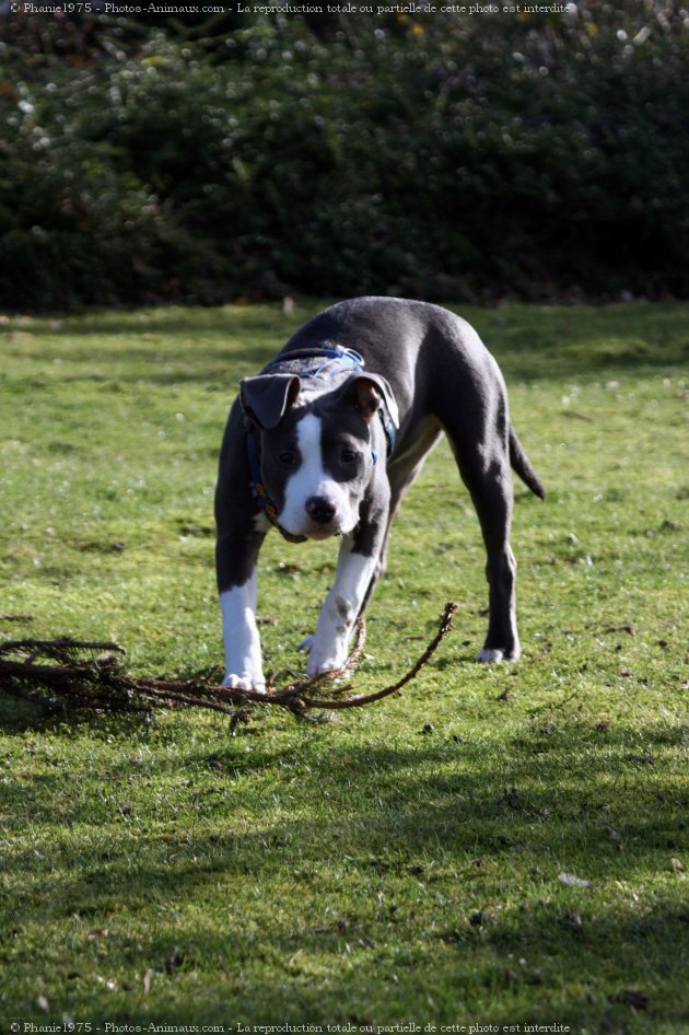 Photo d'American staffordshire terrier