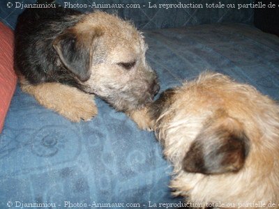 Photo de Border terrier