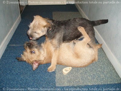 Photo de Border terrier