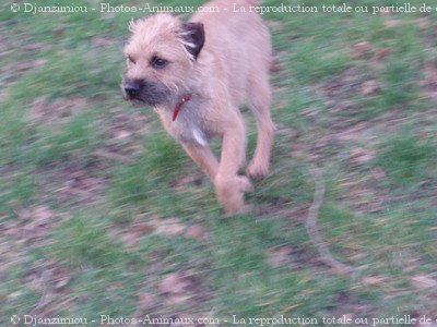 Photo de Border terrier