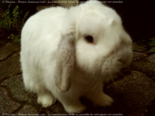 Photo de Lapin