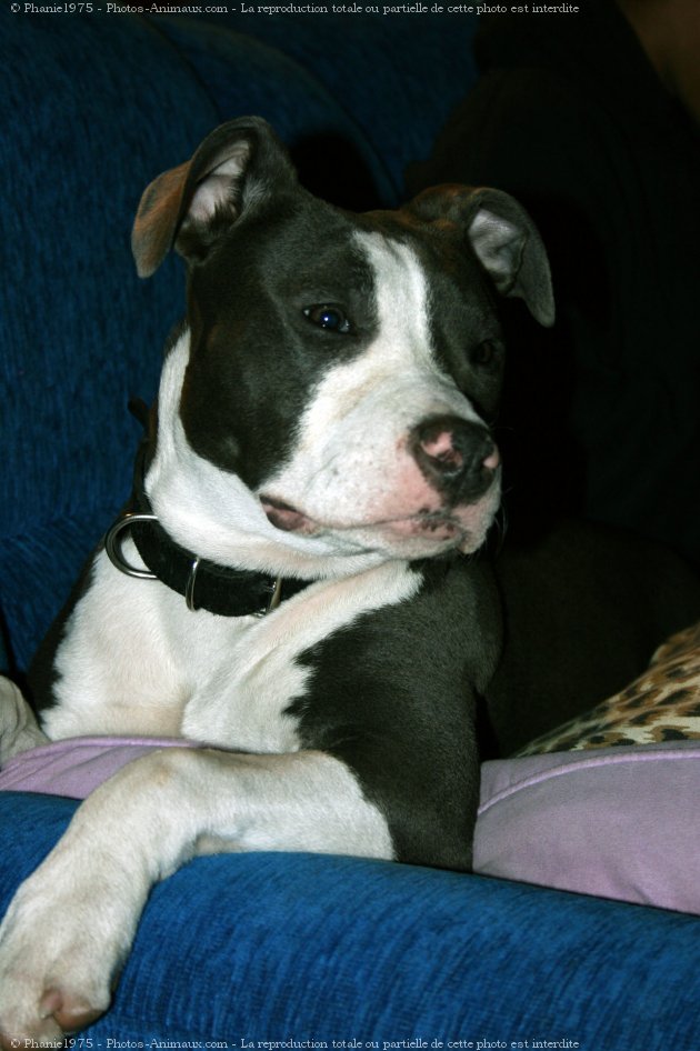 Photo d'American staffordshire terrier