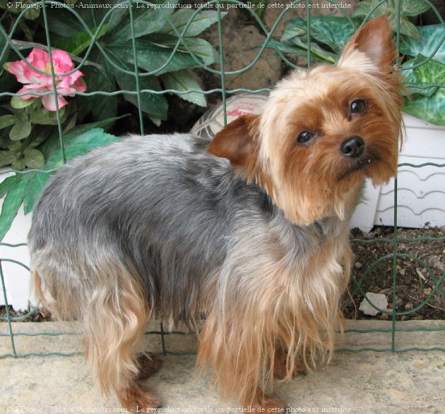 Photo de Yorkshire terrier