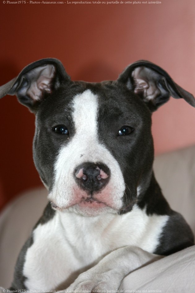 Photo d'American staffordshire terrier