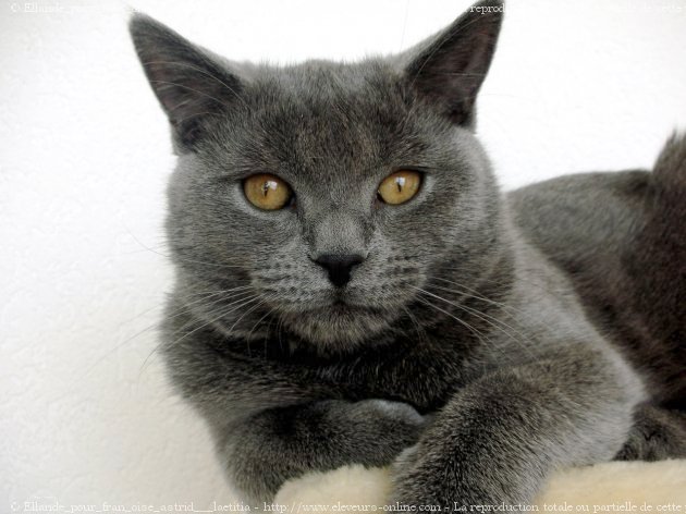 Photo de Chartreux