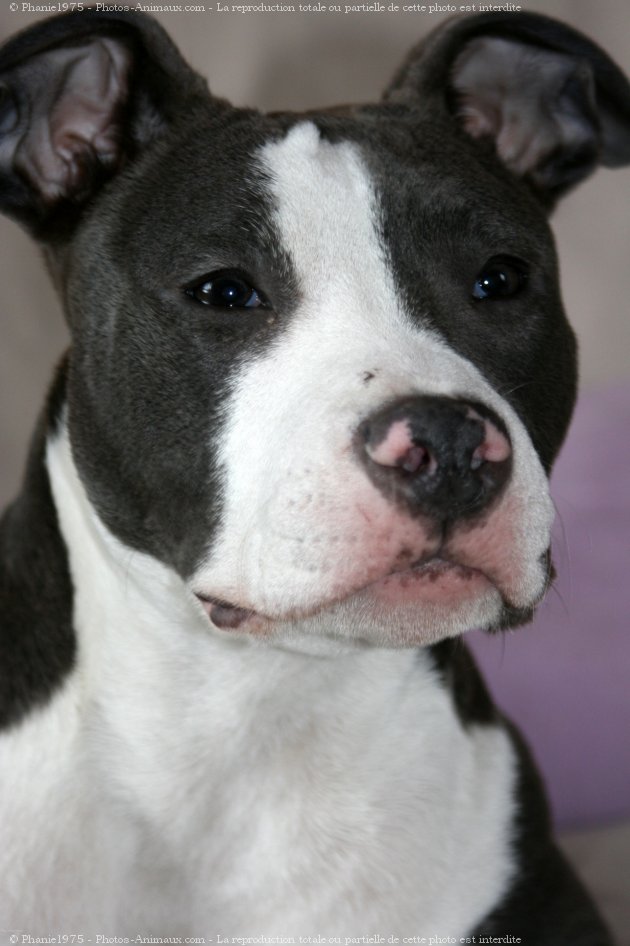 Photo d'American staffordshire terrier