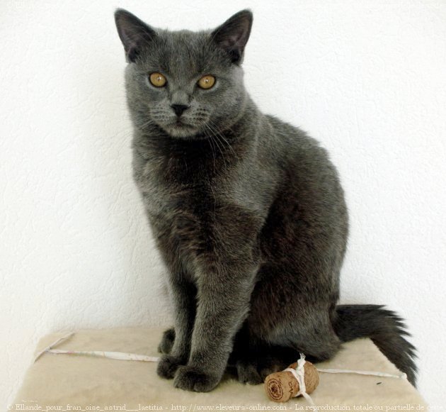 Photo de Chartreux