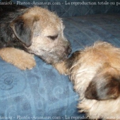 Photo de Border terrier