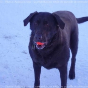 Photo de Labrador retriever