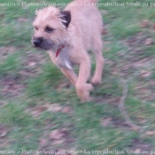 Photo de Border terrier