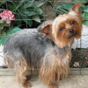 Photo de Yorkshire terrier