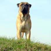 Photo de Bullmastiff