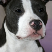 Photo d'American staffordshire terrier