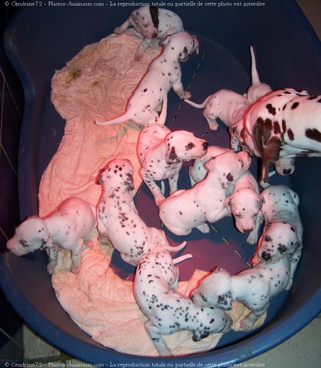 Photo de Dalmatien