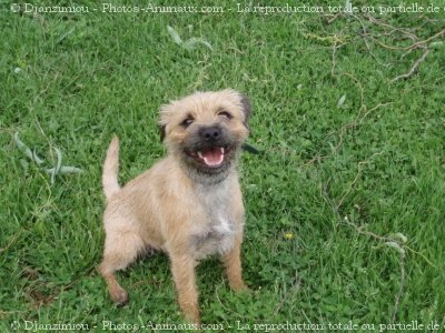 Photo de Border terrier