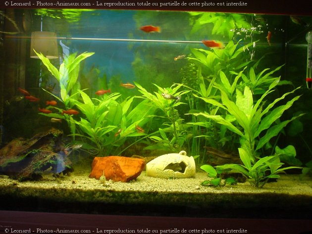 Photo de Poissons exotiques