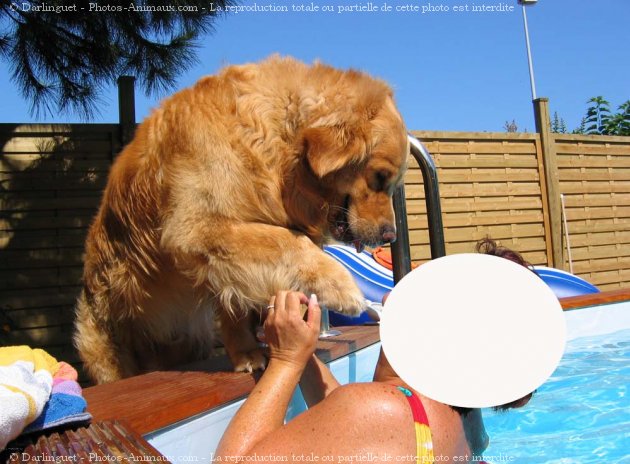 Photo de Golden retriever