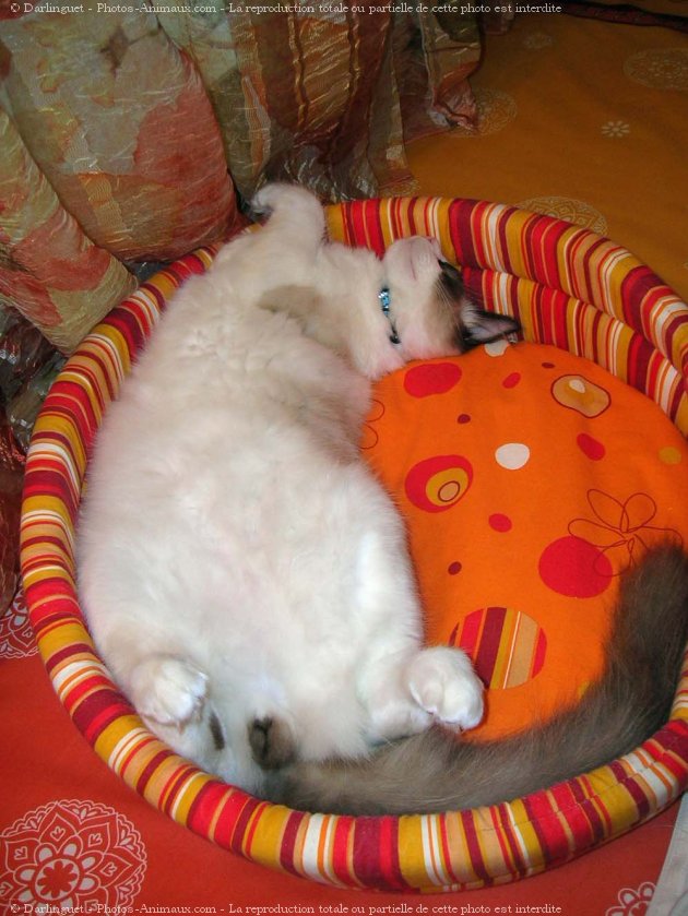 Photo de Ragdoll