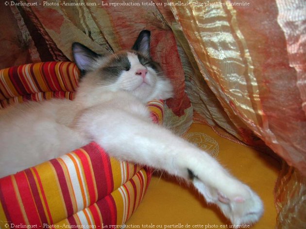 Photo de Ragdoll