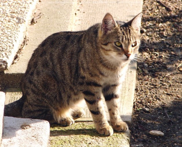 Photo de Chat domestique