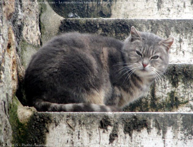 Photo de Chat domestique