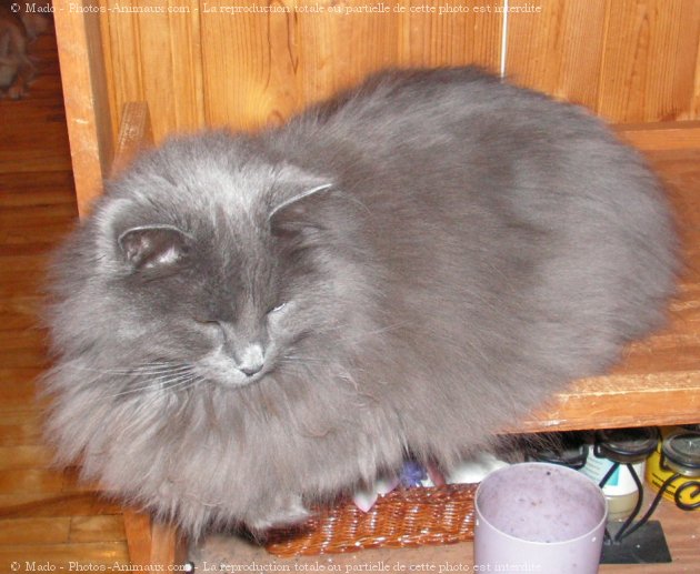 Photo d'Angora turc