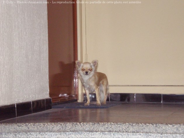 Photo de Chihuahua  poil long