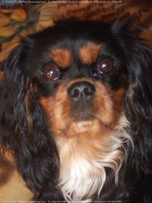 Photo de Cavalier king charles spaniel