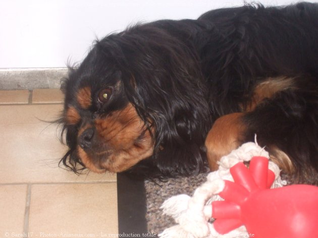 Photo de Cavalier king charles spaniel