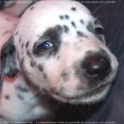 Photo de Dalmatien