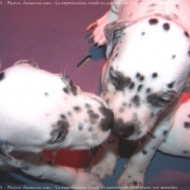 Photo de Dalmatien