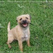 Photo de Border terrier