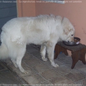 Photo de Berger de la maremme et des abruzzes