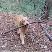 Photo de Golden retriever