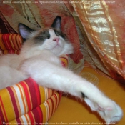 Photo de Ragdoll